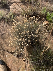 Helichrysum argyrolepis