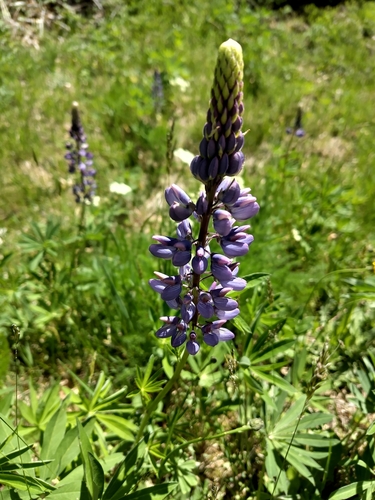 Large-leaved lupine