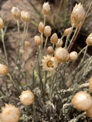 Helichrysum argyrolepis