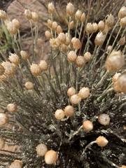 Helichrysum argyrolepis