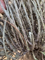 Helichrysum argyrolepis