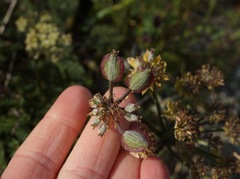 Lomatium dasycarpum dasycarpum