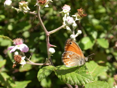 Coenonympha corinna