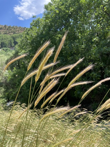 Bulbous Barley