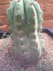 Cactaceae