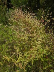 Galium scabrum