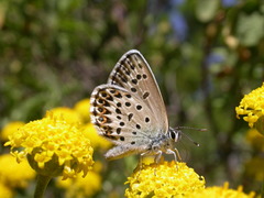 Plebejus bellieri