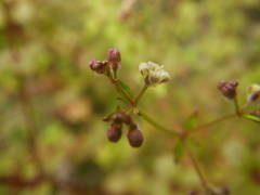 Galium scabrum