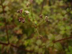 Galium scabrum