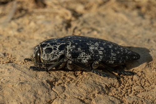Capnodis cariosa