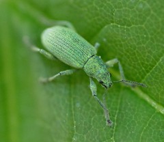 Polydrusus planifrons