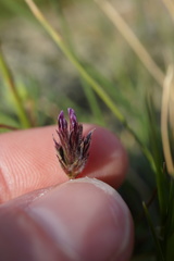 Trifolium dichotomum