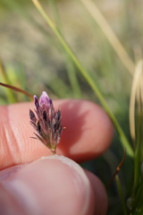 Trifolium dichotomum