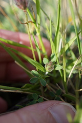 Trifolium dichotomum