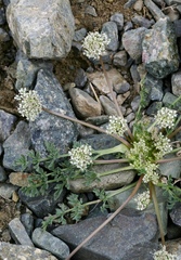 Stenocoelium athamantoides
