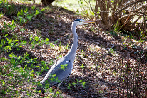 iNaturalist: (c) Марія Лісова, some rights reserved (CC BY-NC), uploaded by Марія Лісова iNaturalist image