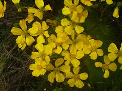 Ranunculus cortusifolius image