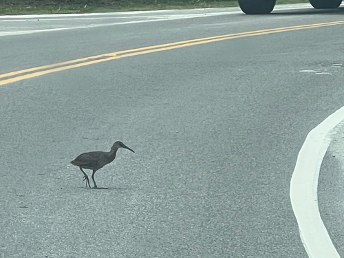 Clapper Rail