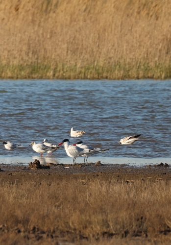 iNaturalist image