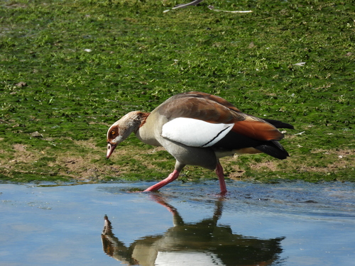 iNaturalist: (c) Christian Röwer, some rights reserved (CC BY-NC), uploaded by Christian Röwer iNaturalist image