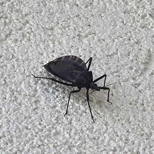 Triatoma gerstaeckeri photo 5