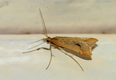 Diasemia monostigma