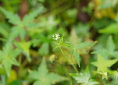 Hydrocotyle geraniifolia