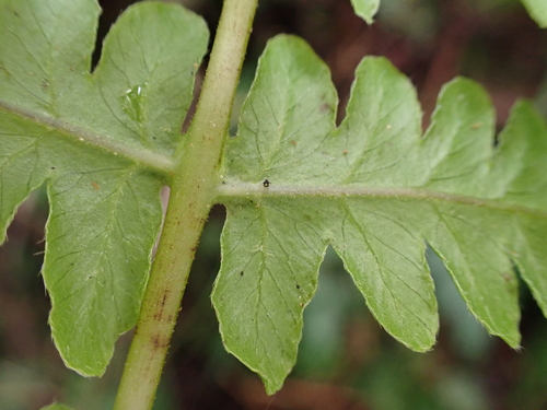 Pseudophegopteris keraudreniana observed 2026-06-03