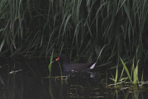 iNaturalist image