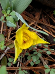 Calochortus monophyllus