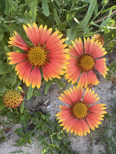 Kokardenblume