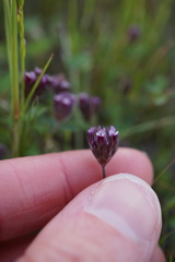 Trifolium dichotomum