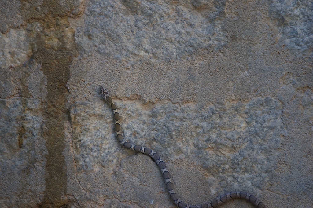 Sharma's Racer
