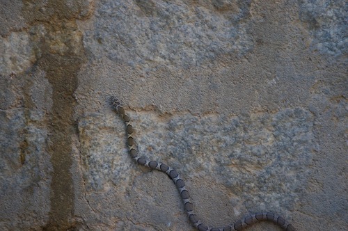 Nagarjunasagar Racer, Platyceps bholanathi
