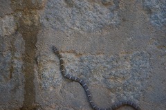 Platyceps bholanathi