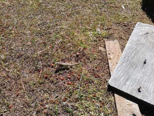 iNaturalist observation photo of Western Fence Lizard