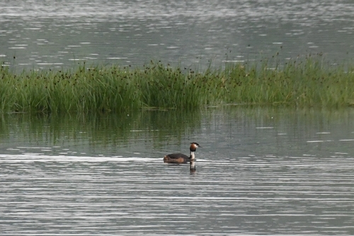 iNaturalist image