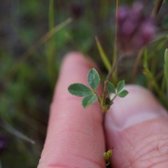 Trifolium dichotomum