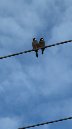 Java Sparrow