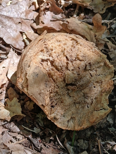 iNaturalist observation photo of California Gall Wasp