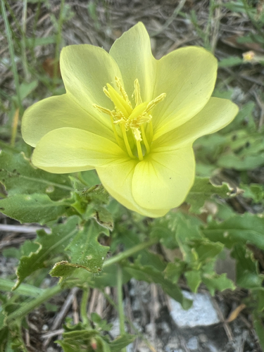 cutleaf evening primrose