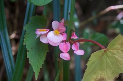 Begonia dipetala
