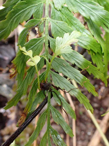 Asplenium lobulatum observed 2026-06-03