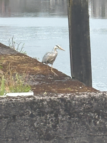 iNaturalist image