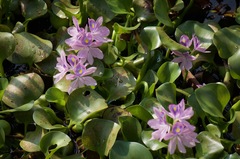 Pontederia crassipes