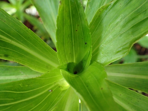 Dubautia plantaginea observed 2026-06-03