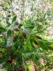 Scutellaria brevibracteata
