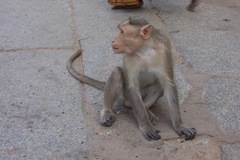 Bonnet Macaque photo 5