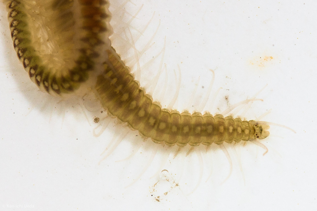 Syllis adamantea