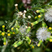 Common Groundsel - Photo (c) Paolo Mazzei, some rights reserved (CC BY-NC), uploaded by Paolo Mazzei